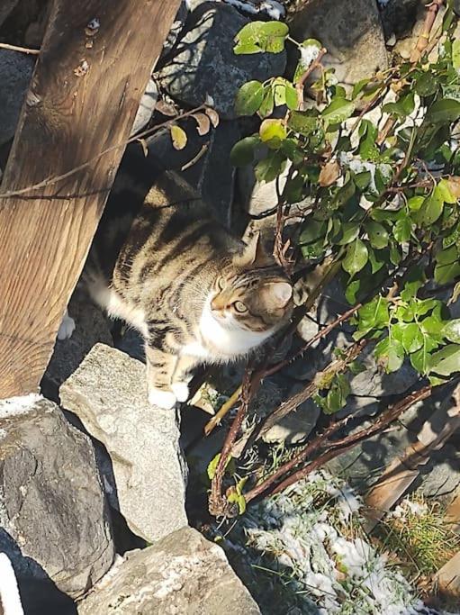 Chambre Ou Gite Dans Une Maison De Montagne - De Suzon A Zelie Entraigues  Esterno foto